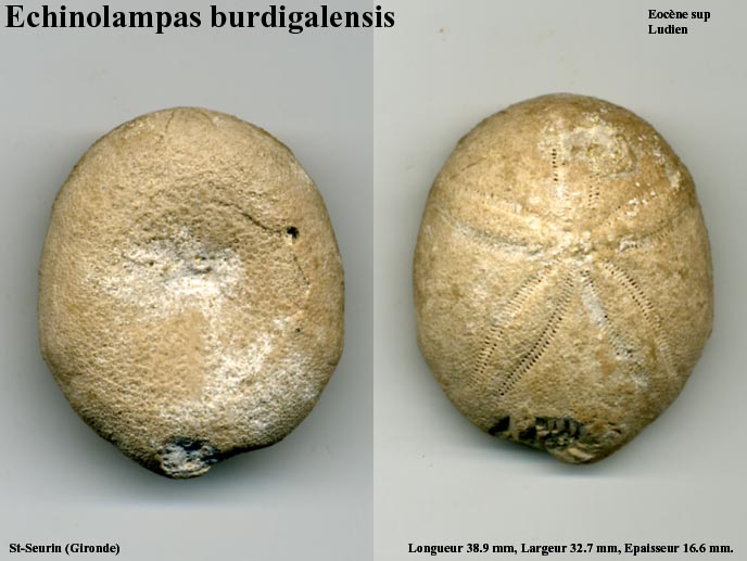 Echinolampas_burdigalensis